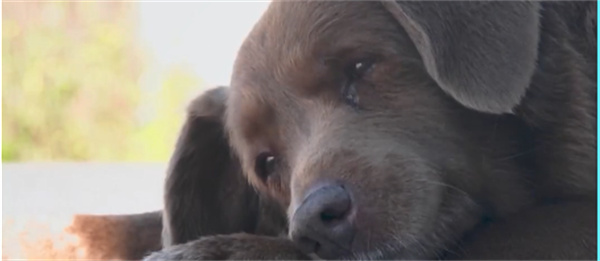 葡萄牙的一只狗获吉尼斯世界纪录认证 世界上最长寿的狗