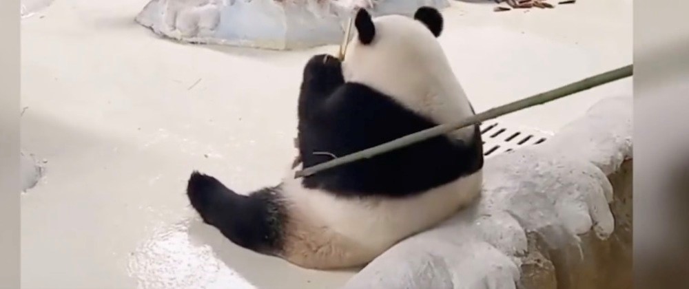 饲养员拍打大熊猫被停工 多人求情 园方回应